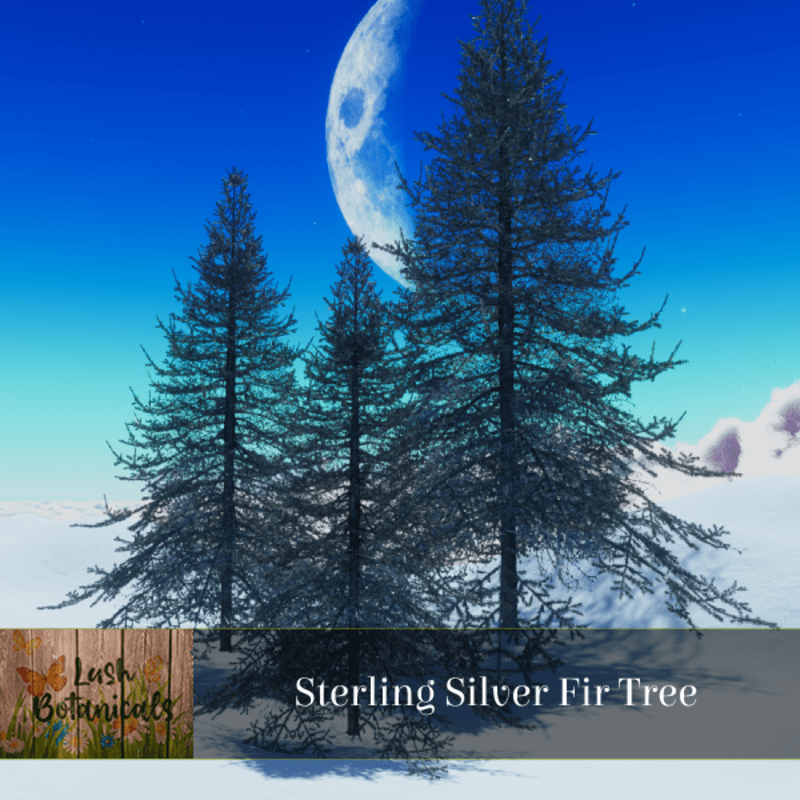 Sterling Fir Tree