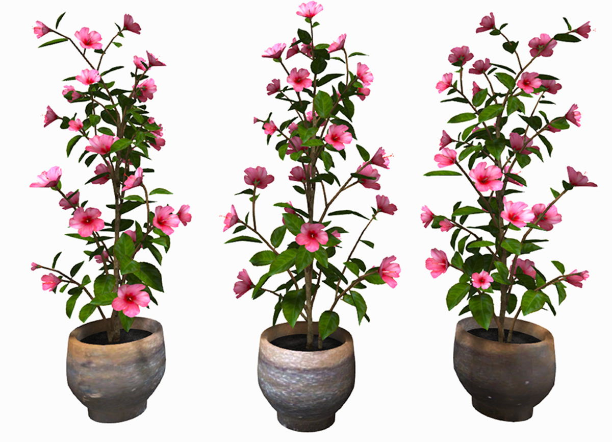 Hibiscus Tall - Pink plant in Pot