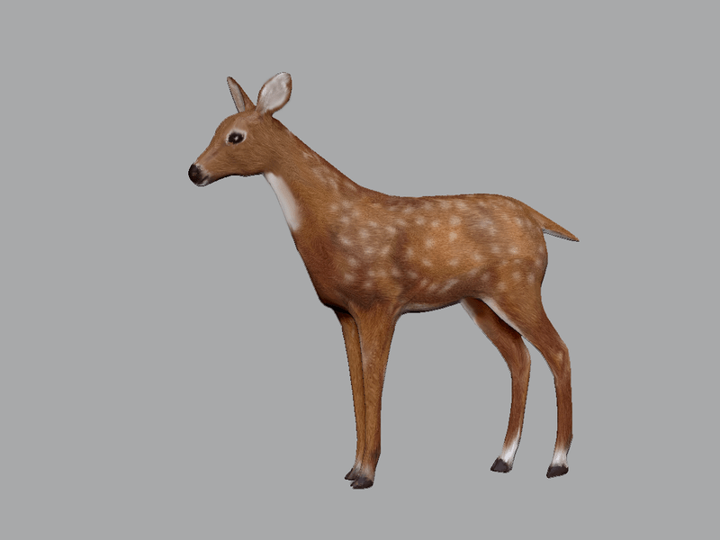 Fawn Deer Standing