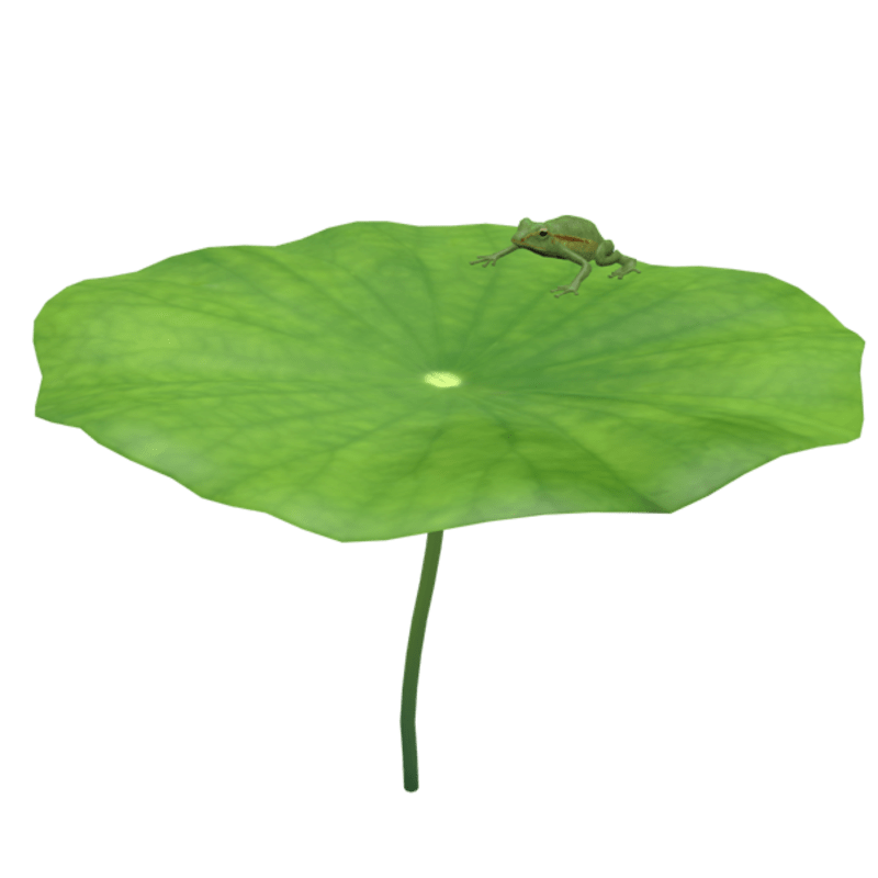 lotus leaf with frog