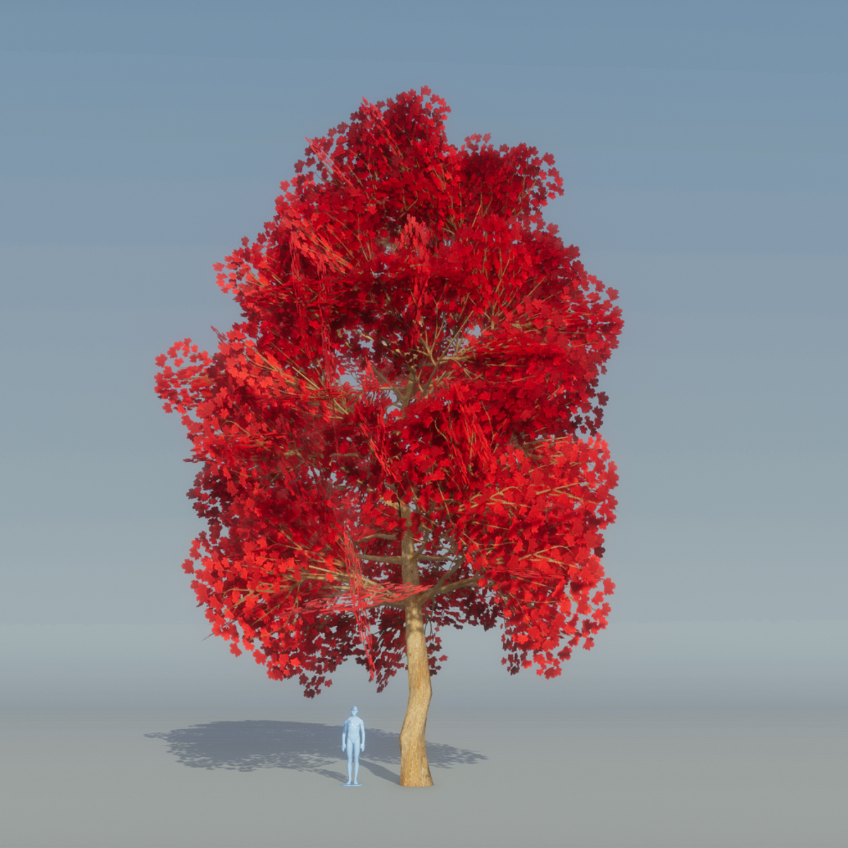 Maple Tree Red 4