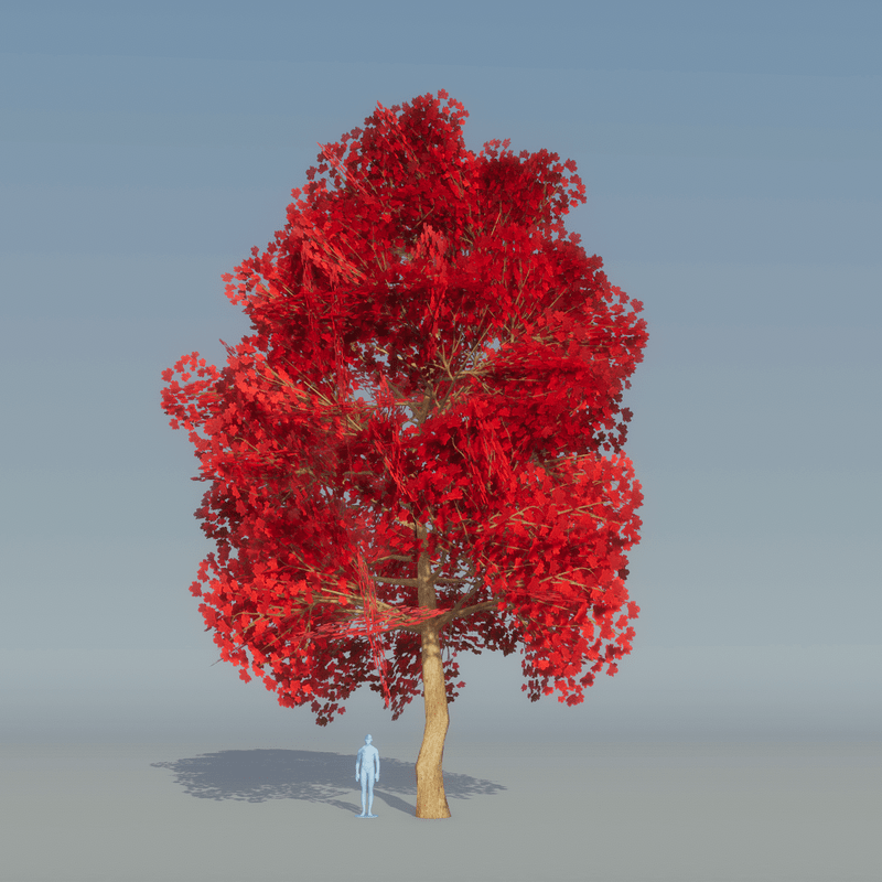 Maple Tree Red 4