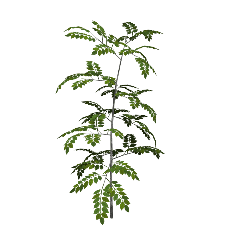 Ash Sapling 4 (High Detail)