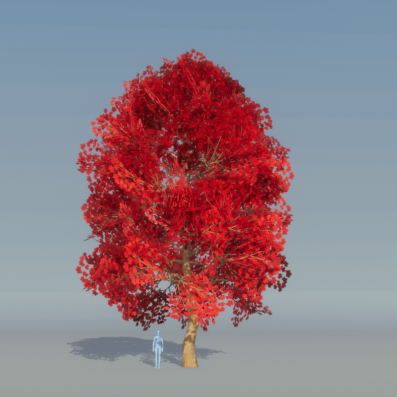 Maple Tree Red 1