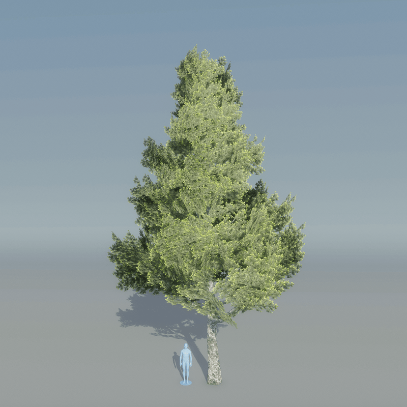 Spruce Tree 5