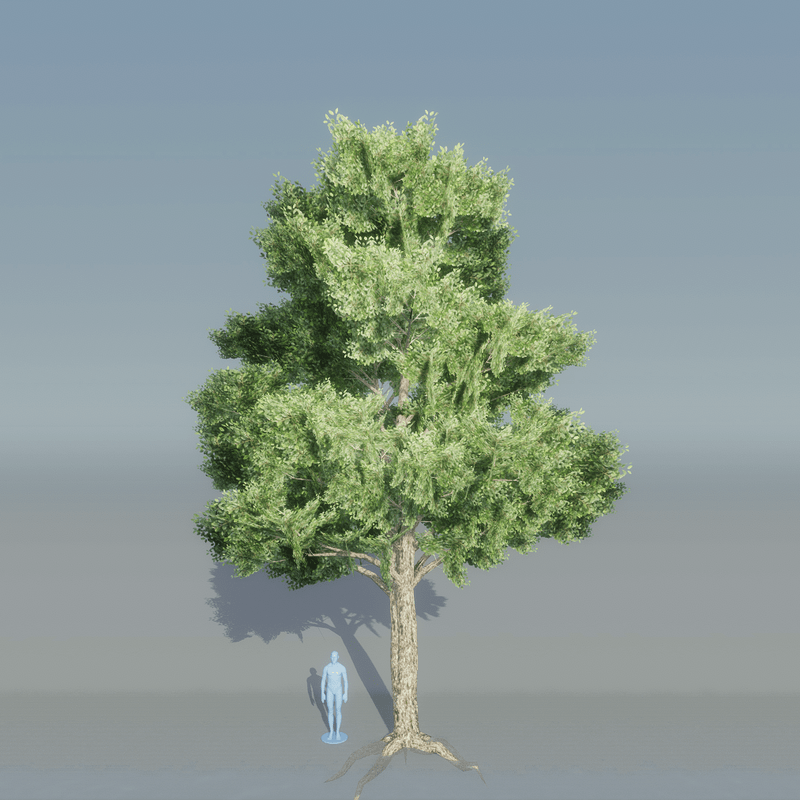 Elm Tree 5 with roots