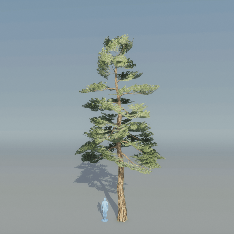 Pine Tree 1