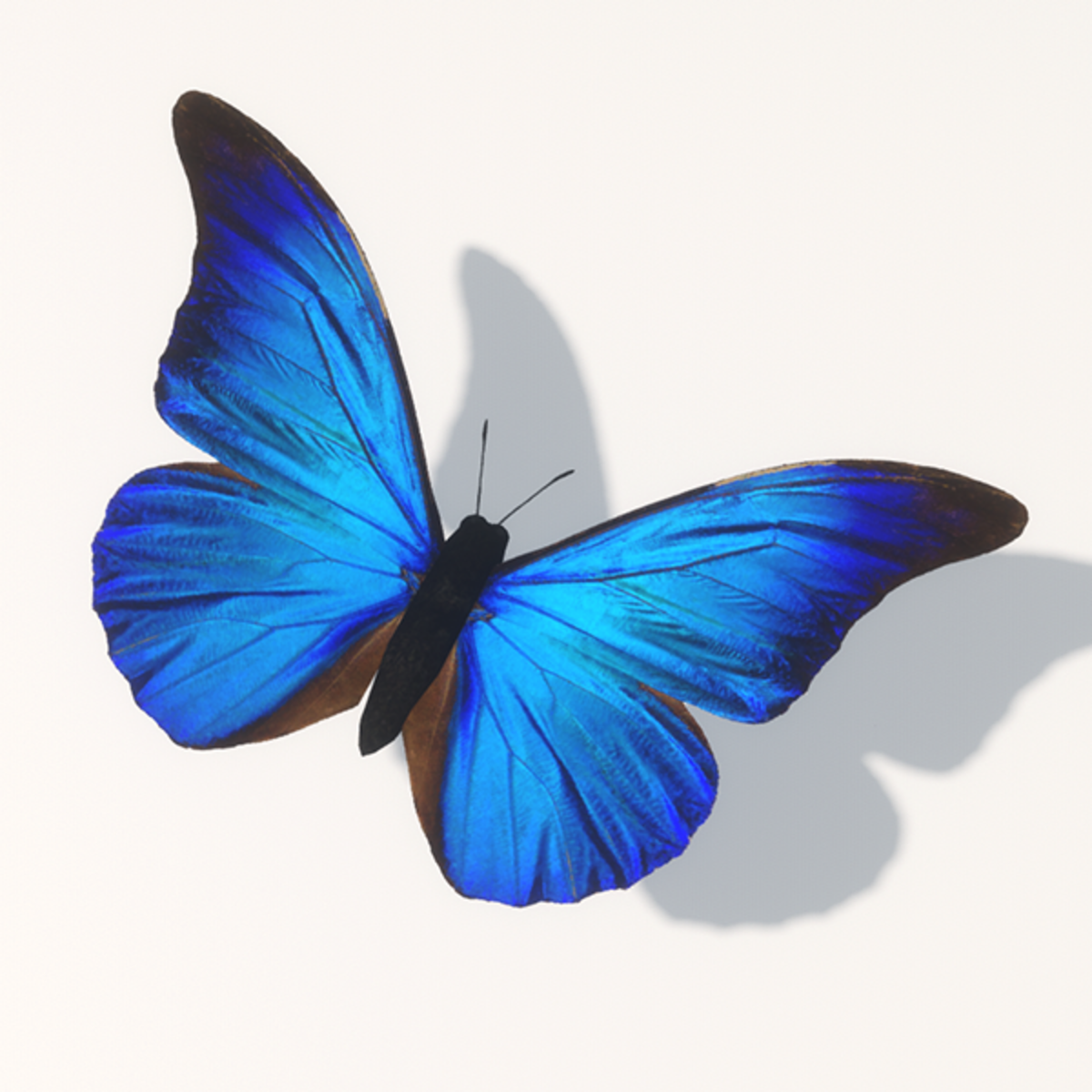 Skye Butterfly 1 Animated (Type 1 - circular flight path)