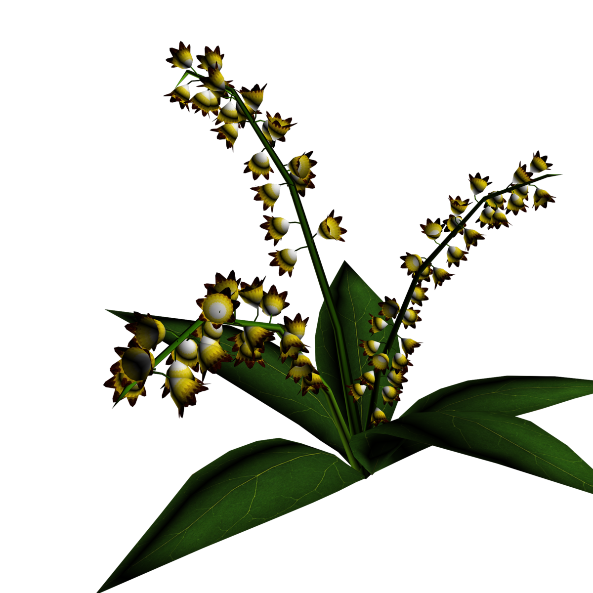 Lily of Valley Plant 10