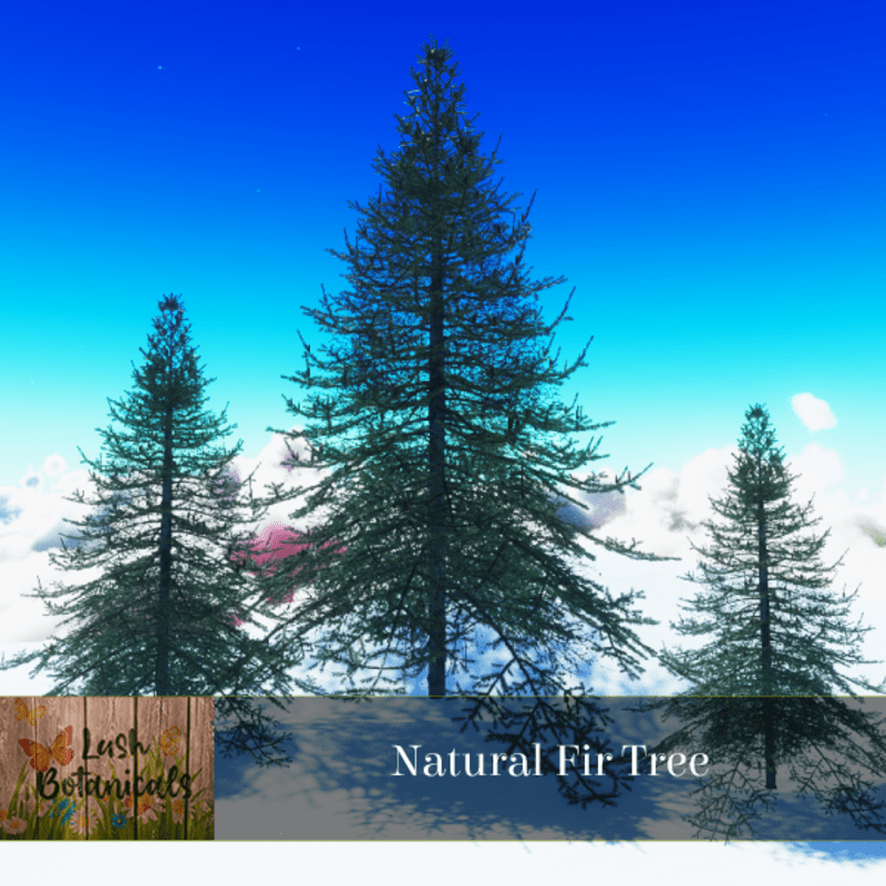 Natural Fir Tree