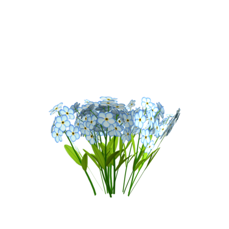forget-me-not - flowers