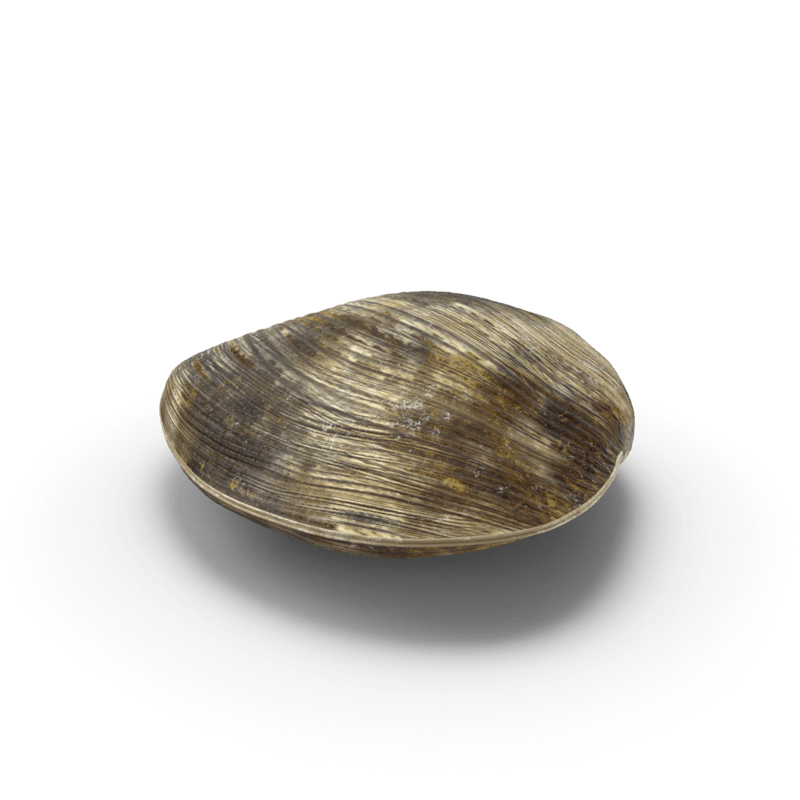 Clam Shell