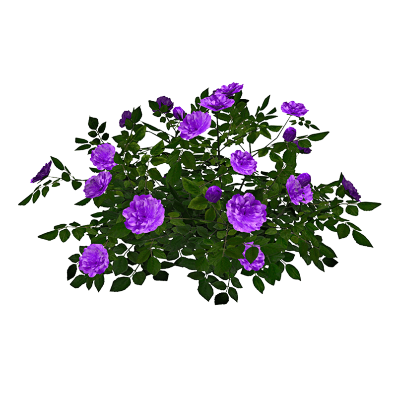 Rose Bush 5_Lavender