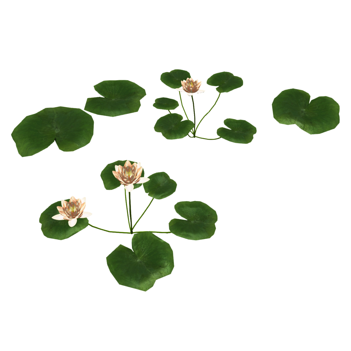 Water Lilies