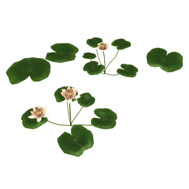 Water Lilies