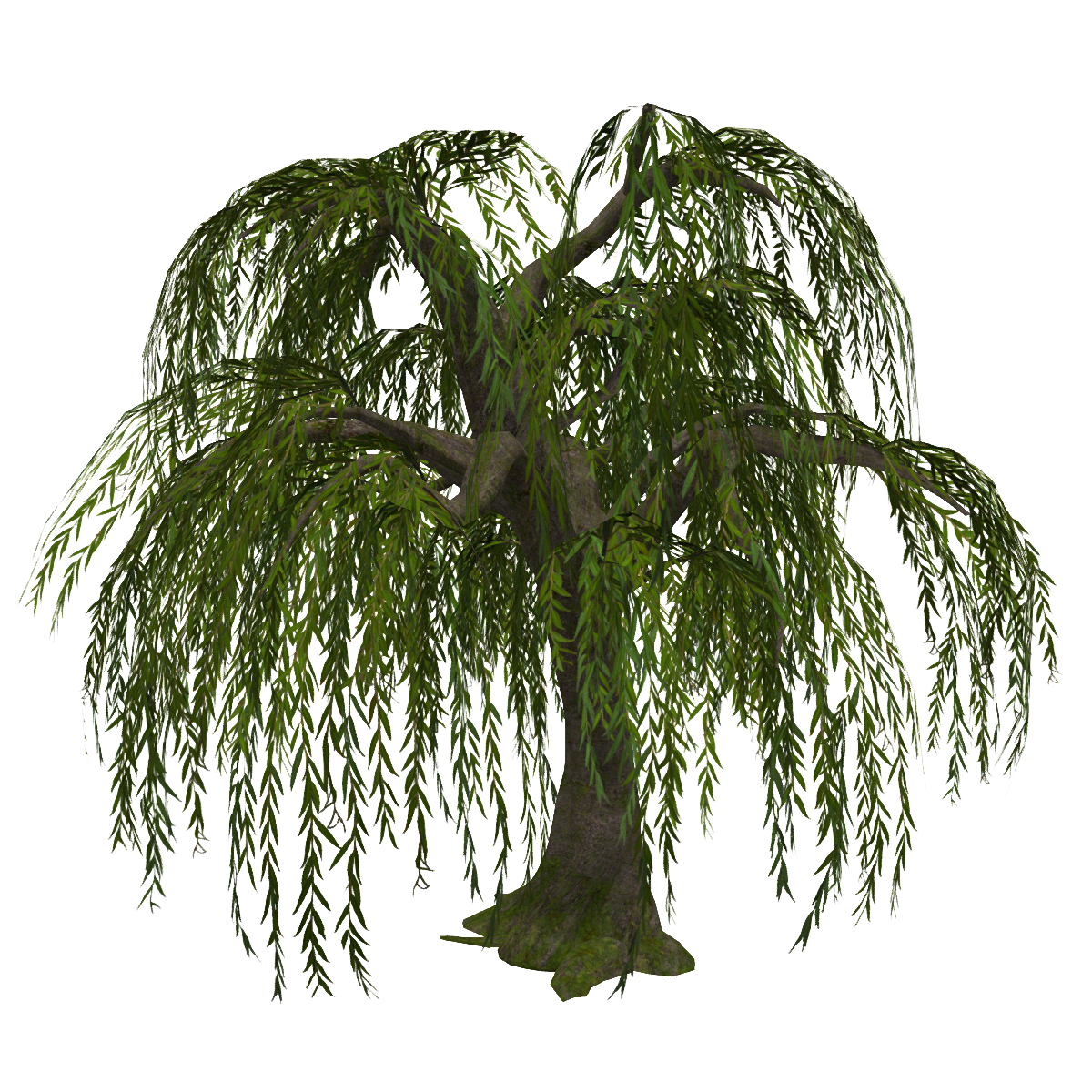 Weeping Willow