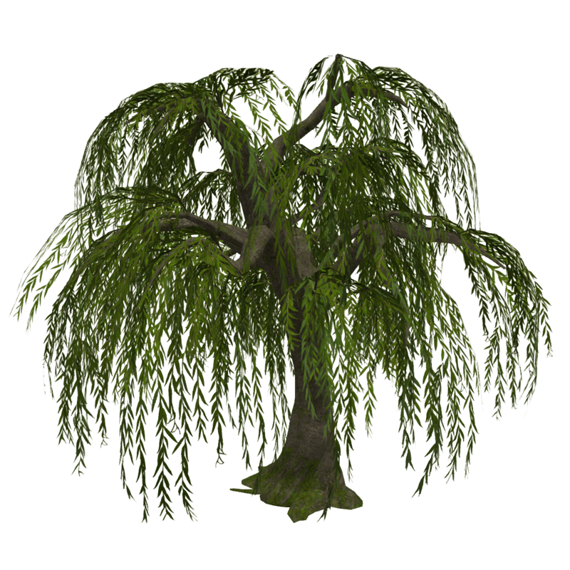 Weeping Willow