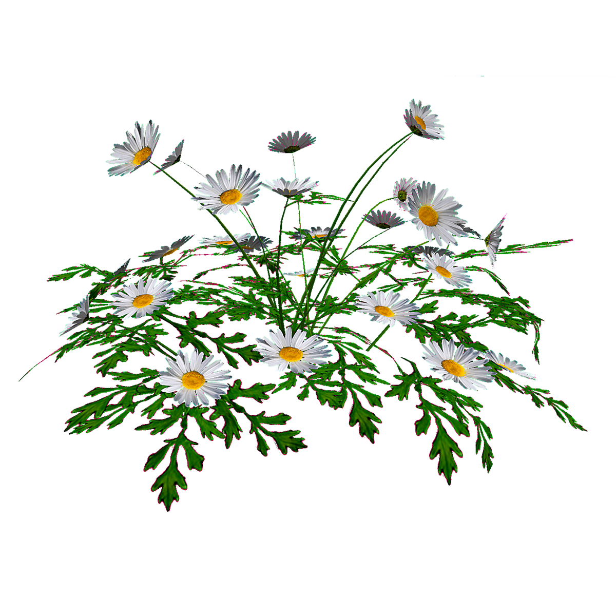 White Daisies - Tall