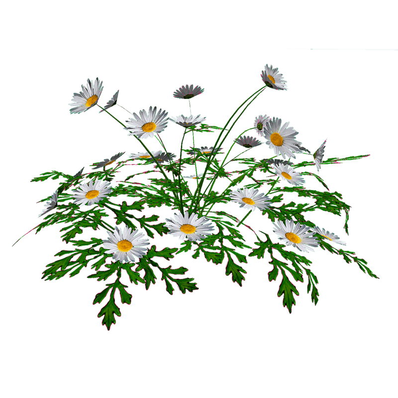 White Daisies - Tall