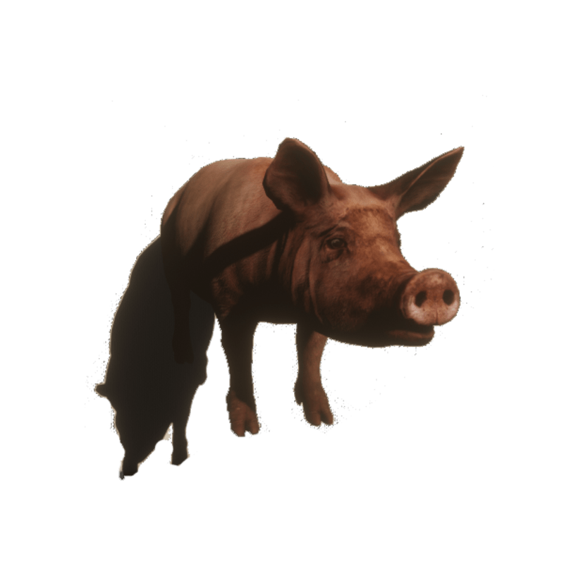 Pig (with collision)