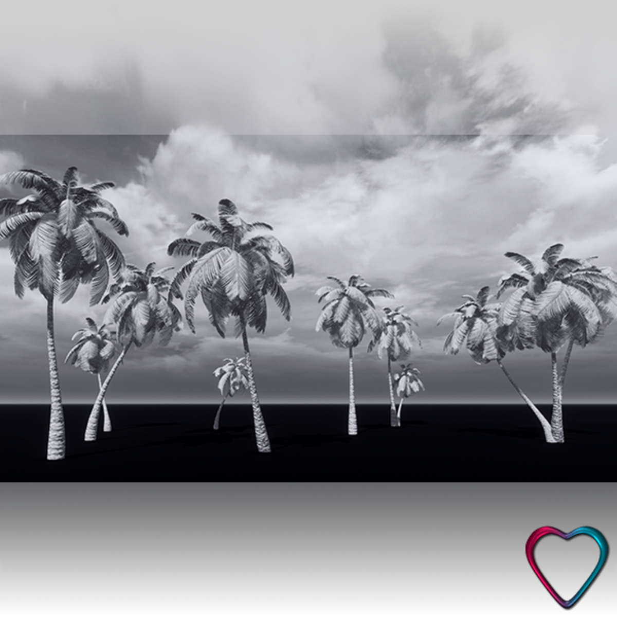 11 White Pencil Palm Trees