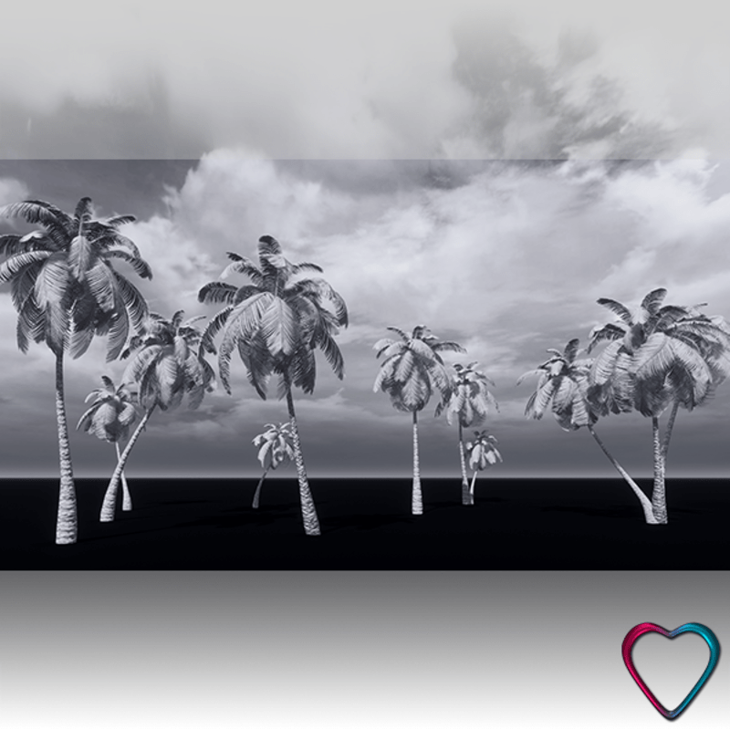 11 White Pencil Palm Trees