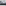 11 White Pencil Palm Trees