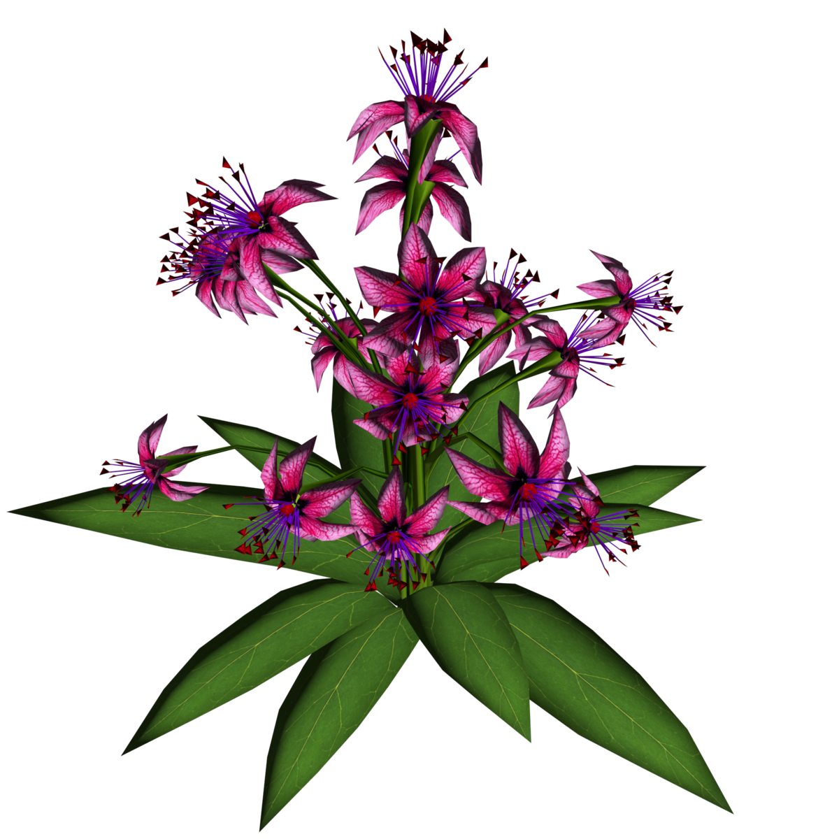 Star Flowers 2