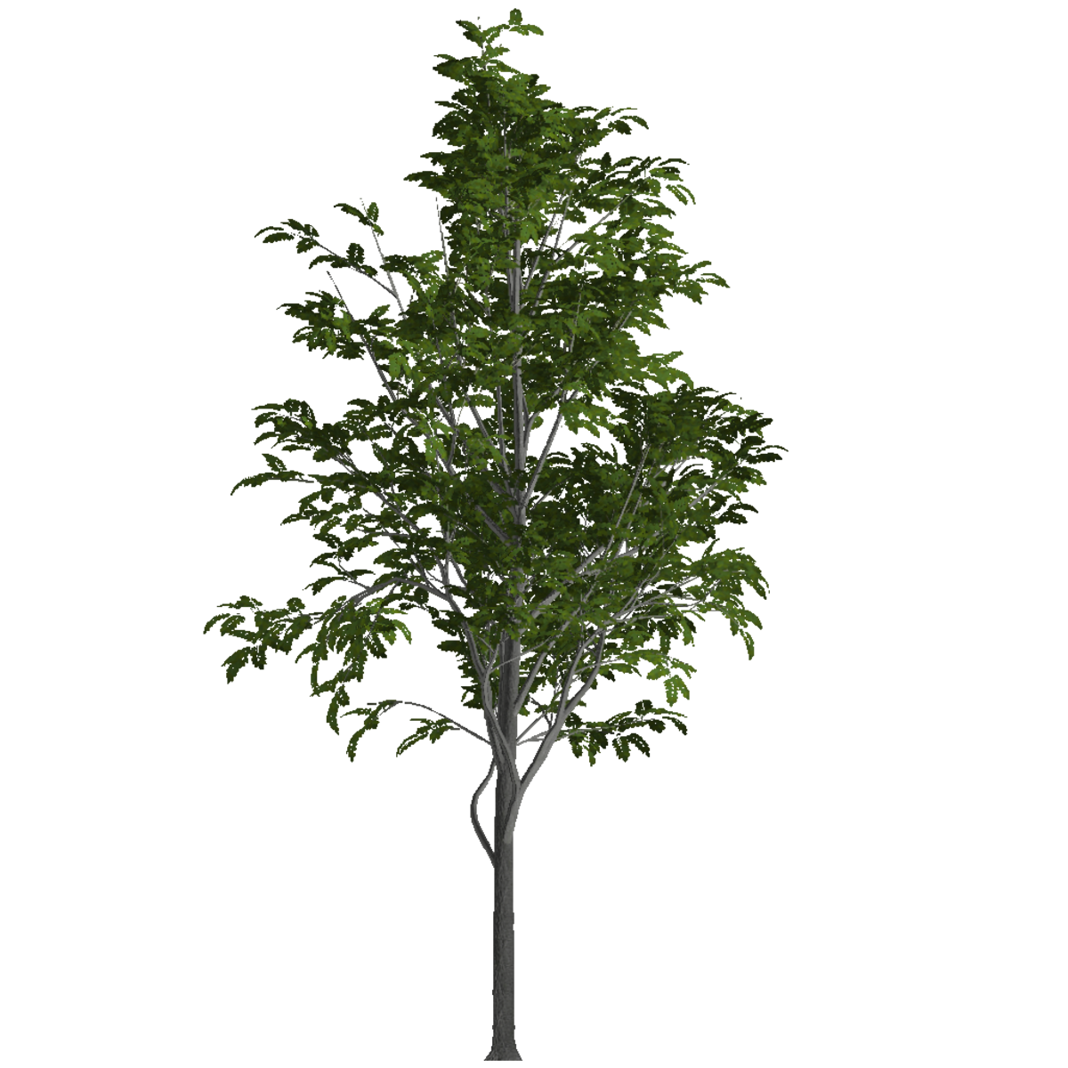 Ash Tree 2 (Billboard)