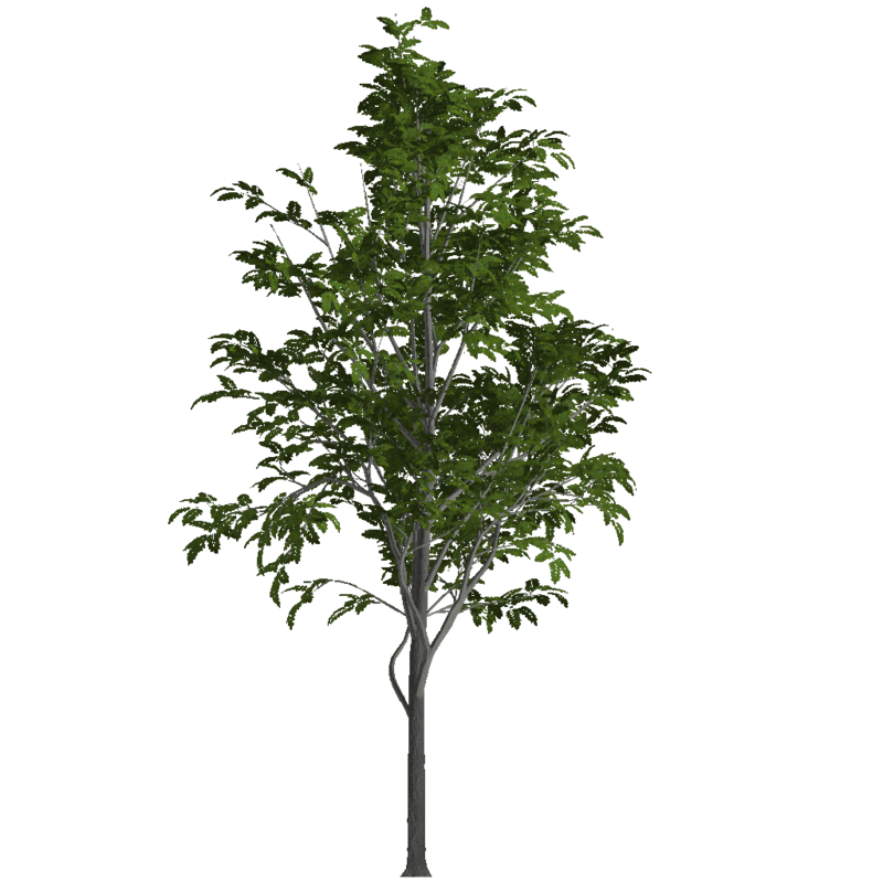 Ash Tree 2 (Billboard)