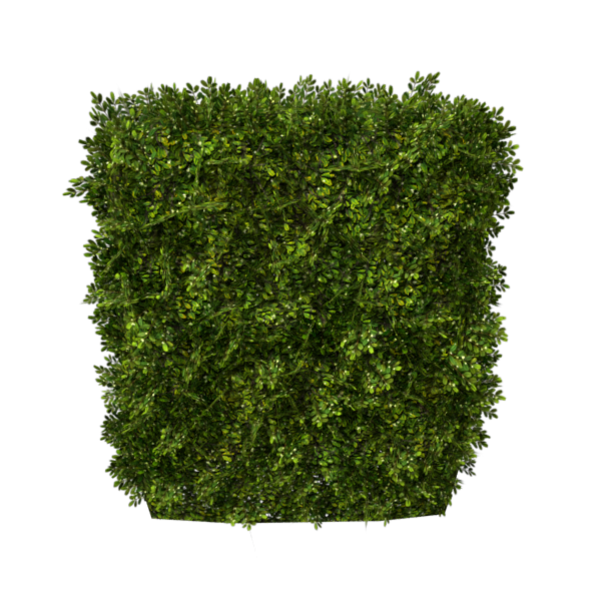 Hedge Straight 2x3 (Spring)