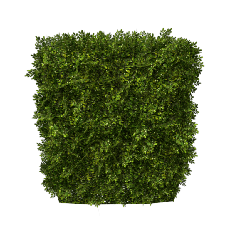 Hedge Straight 2x3 (Spring)