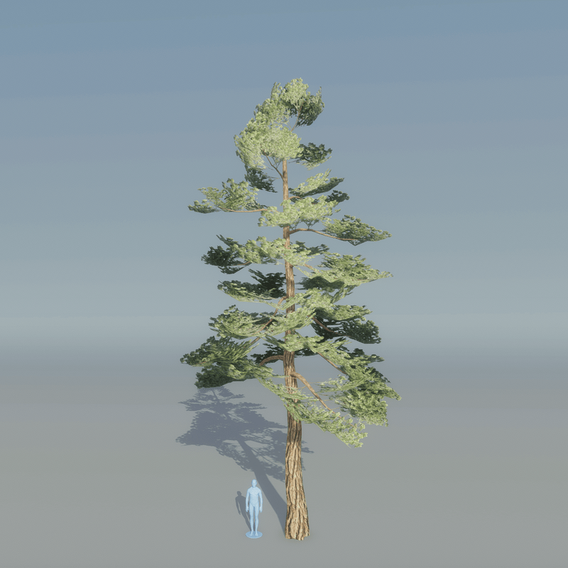 Pine Tree 4