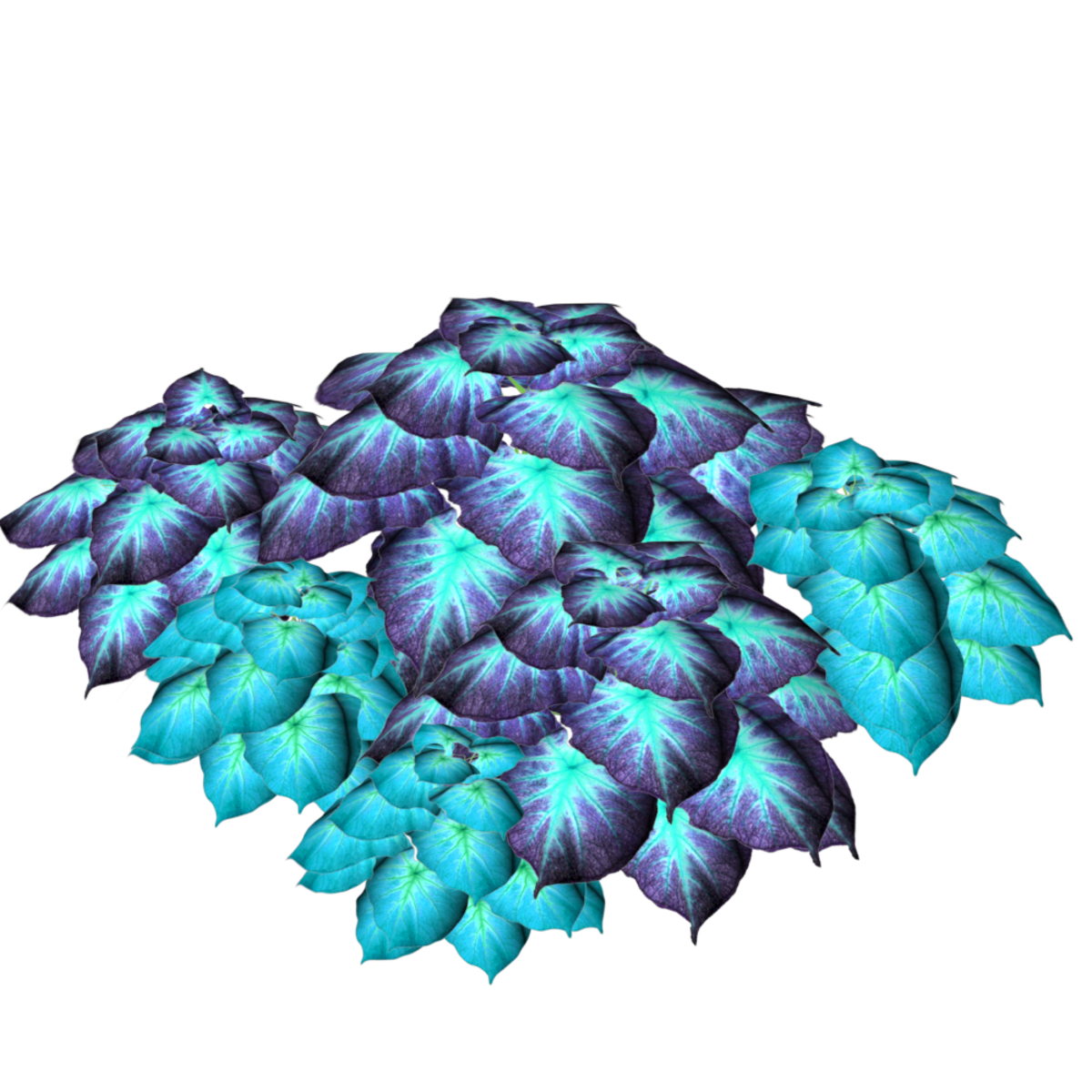 2 Color Caladiums 16