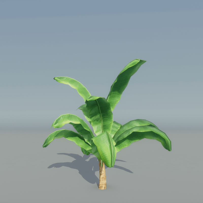 Banana Plant 3