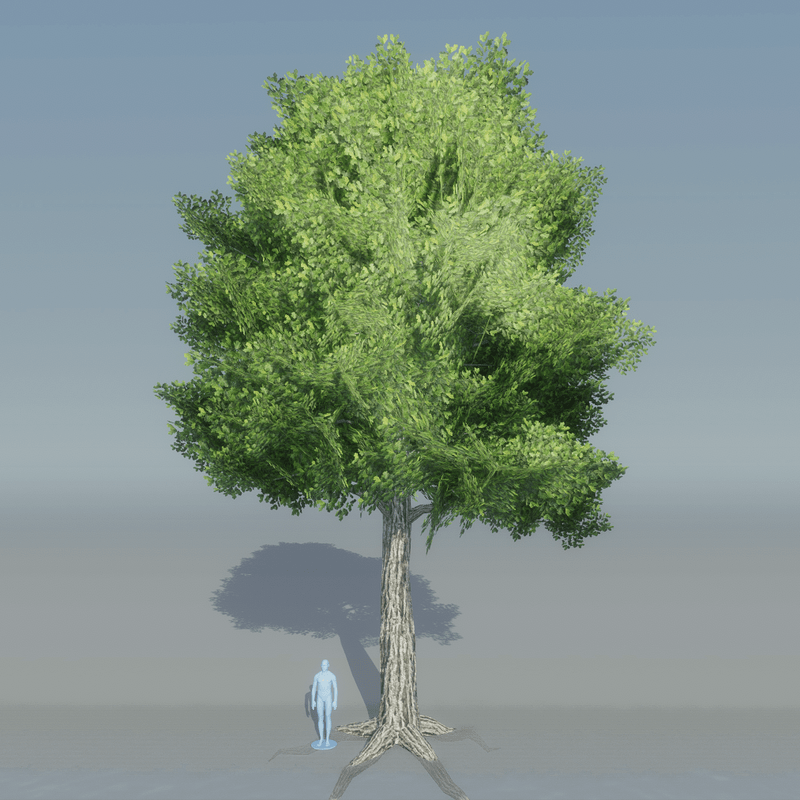 Oak Tree 3 with roots