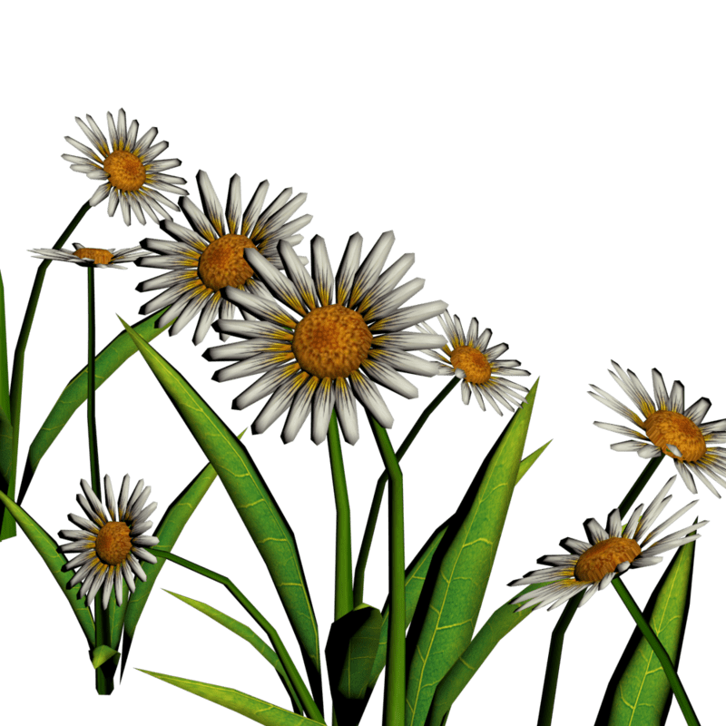 Daisies For Pathways 3