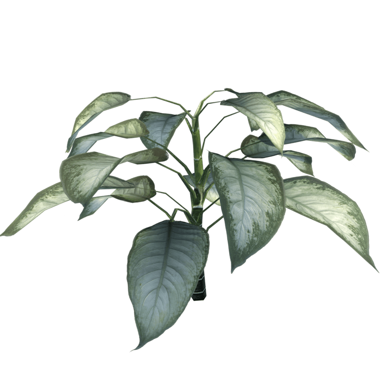 Dumb Cane Plant