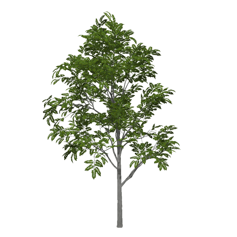 Ash Tree 4 (High Detail)