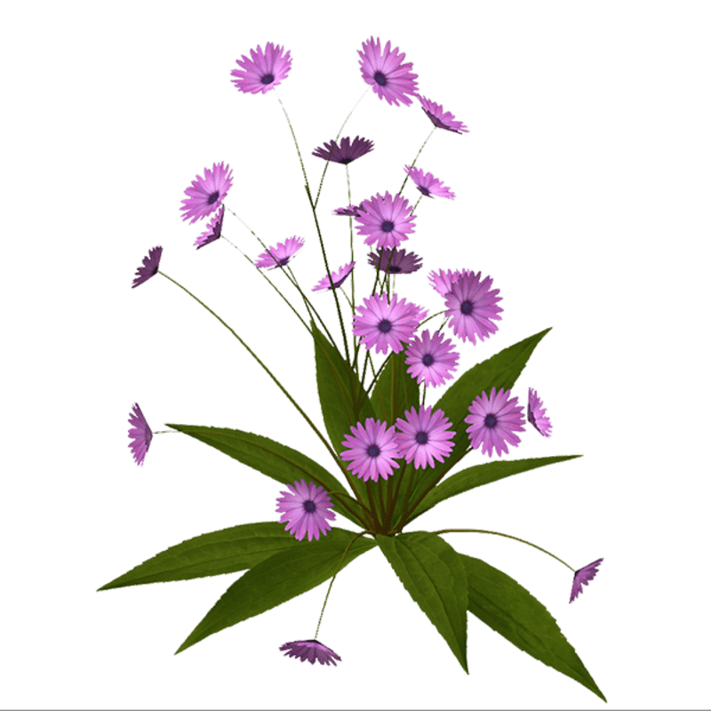 Small Plant - Flowers Lilac