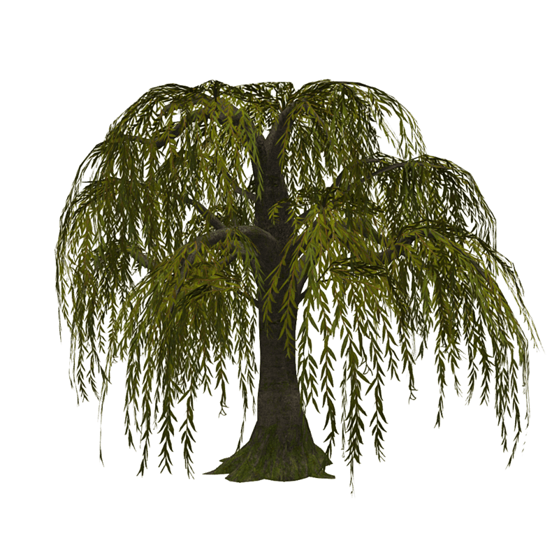 Weeping Willow - Dull Green