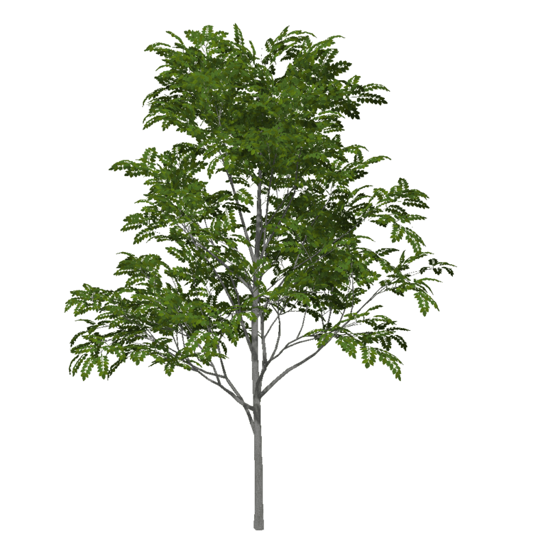 Ash Tree 5 (High Detail)