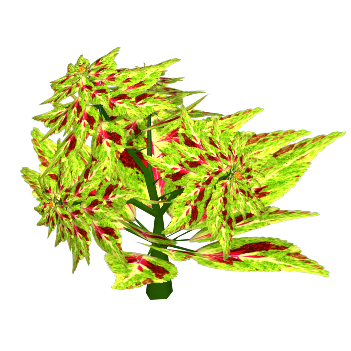 Coleus 26