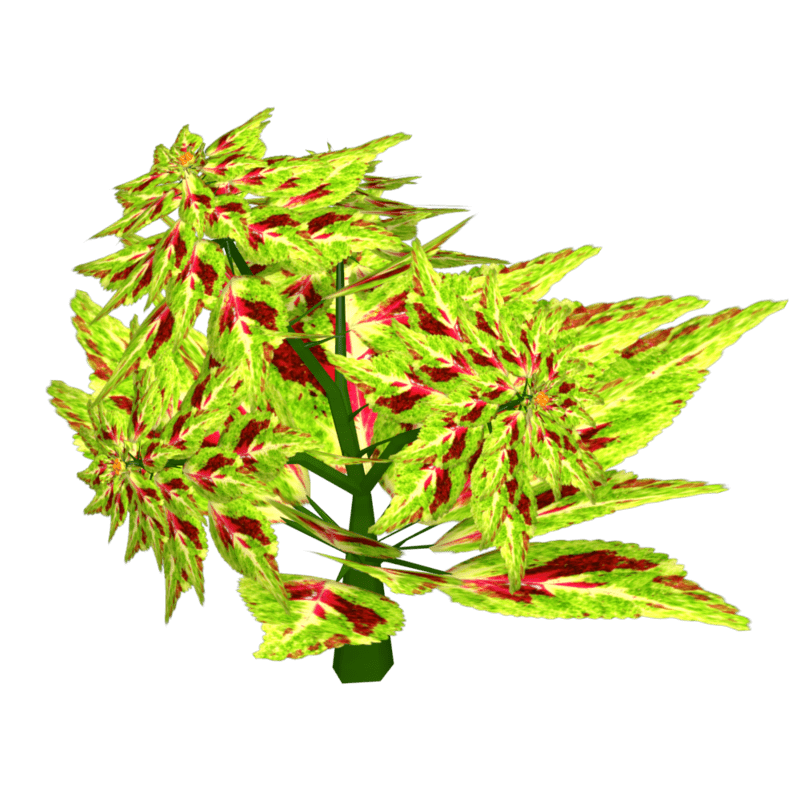Coleus 26