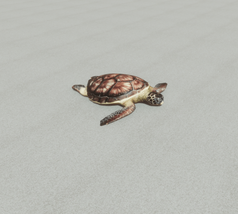 Animals - Sea turtle