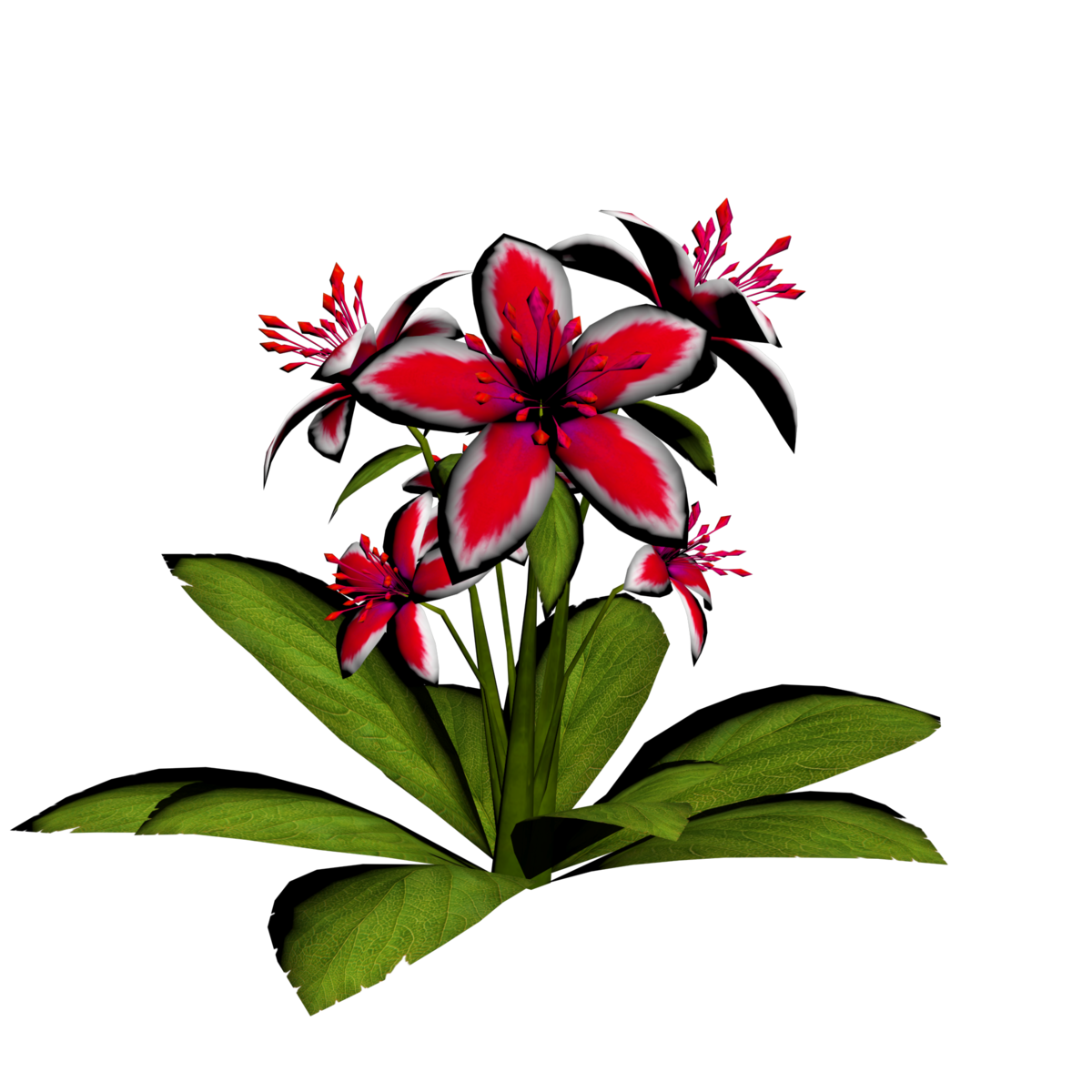 Lily Plant 17