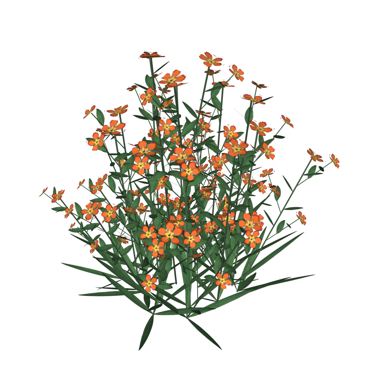 Flowers - Maiden Flower - Autumn