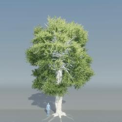 Birch Tree 2 with roots