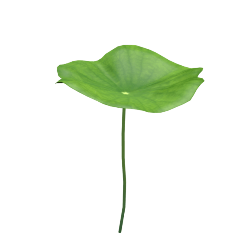 lotus leaf 2