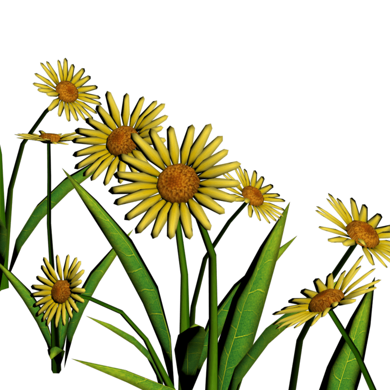 Daisies For Pathways 5